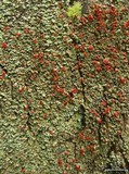 Cladonia incrassata image