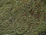 Cladonia incrassata image