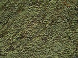 Cladonia incrassata image