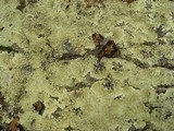 Flavoparmelia baltimorensis image