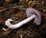 Cortinarius iodes image