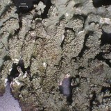 Myelochroa aurulenta image