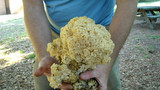 Sparassis crispa image