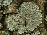 Pyxine sorediata image