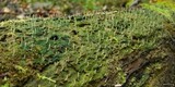 Multiclavula mucida image