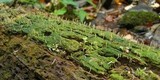 Multiclavula mucida image