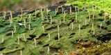 Multiclavula mucida image