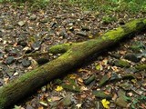 Multiclavula mucida image