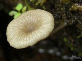 Arrhenia epichysium image