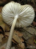 Hymenopellis furfuracea image