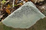 Porpidia albocaerulescens var. albocaerulescens image
