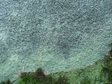 Porpidia albocaerulescens var. albocaerulescens image