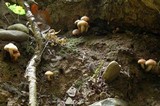 Hypholoma capnoides image