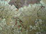 Flavoparmelia baltimorensis image
