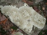 Flavoparmelia baltimorensis image