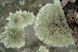 Xanthoparmelia plittii image