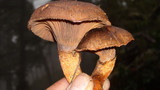 Chroogomphus ochraceus image