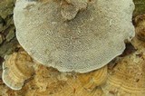 Lenzites elegans image