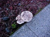 Hebeloma crustuliniforme image