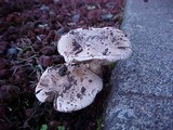 Hebeloma crustuliniforme image