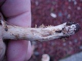 Hebeloma crustuliniforme image