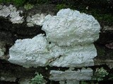 Varicellaria velata image