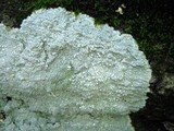 Varicellaria velata image