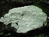 Varicellaria velata image