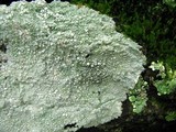 Varicellaria velata image