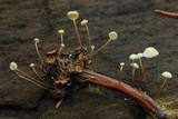 Marasmius epiphyllus image