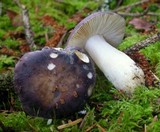 Russula graveolens image