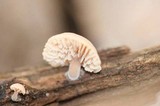Lentinellus flabelliformis image
