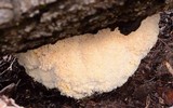 Hericium abietis image