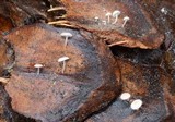 Strobilurus diminutivus image