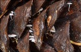 Strobilurus diminutivus image