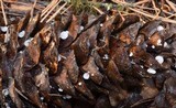 Strobilurus diminutivus image