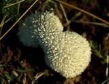 Lycoperdon curtisii image