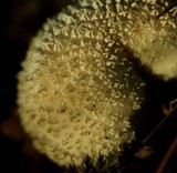 Lycoperdon curtisii image