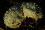 Lycoperdon curtisii image