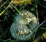 Lycoperdon curtisii image