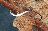 Typhula erythropus image