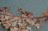 Typhula erythropus image