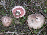 Agaricus cupreobrunneus image