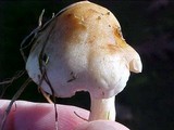 Hebeloma sacchariolens image
