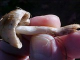 Hebeloma sacchariolens image