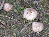 Agaricus cupreobrunneus image