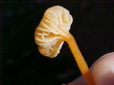 Rickenella fibula image