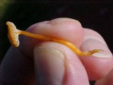 Rickenella fibula image