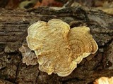 Phlebia incarnata image