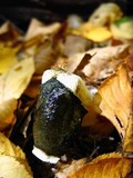 Phallus ravenelii image